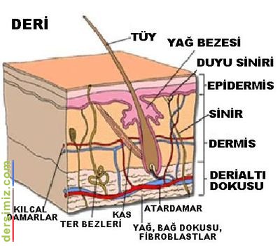 Deri Nedir?