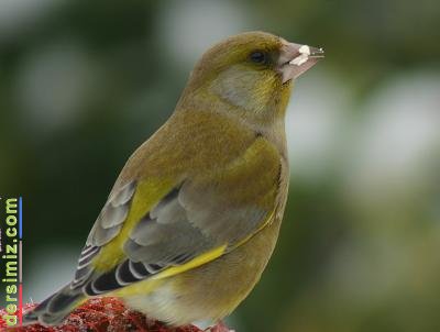 Florya(Flurya) Kuşu