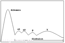 Gammaglobülin Nedir?