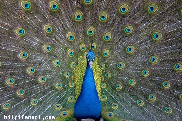 Tavus Nedir?