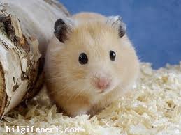 Hamster