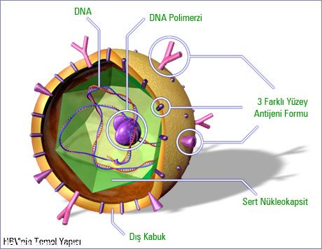Hepatit Nedir?
