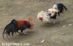 Horoz Dövüşü