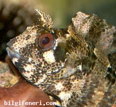 Horozbina Balığı