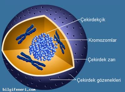 Hücre Çekirdeği