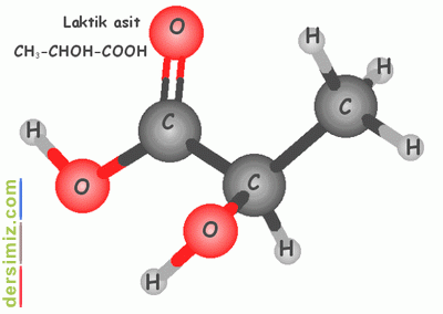 Laktik Asit