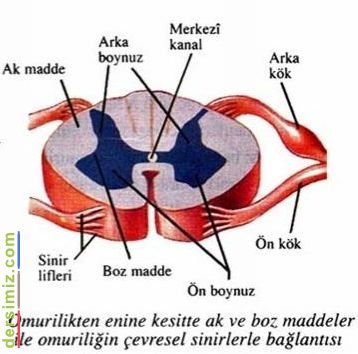 Boz Madde Nedir?
