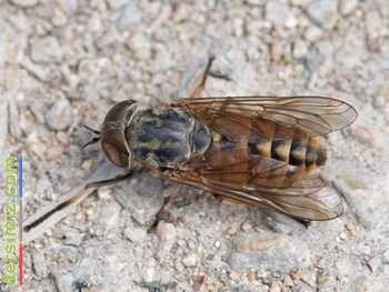 Büvelek(Büve) Nedir?