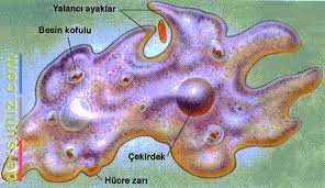 Amip Nedir?