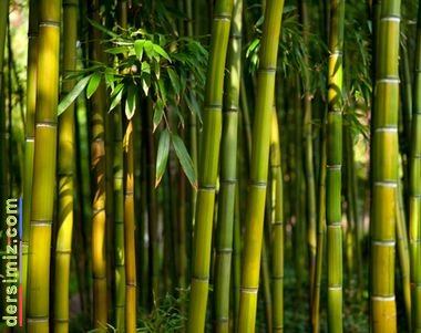 Bambu Bitkisi