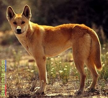 Dingo Nedir?