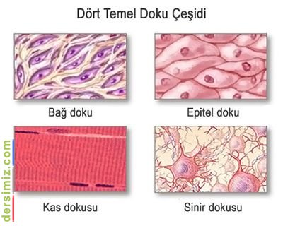 Doku Nedir?