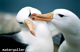 Albatros Kuşu