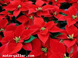 Ateş Çiçeği Nedir?