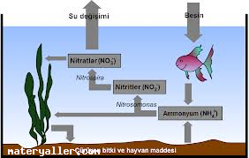 Azot Çevrimi Nedir?