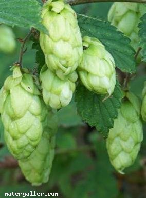 Şerbetçiotu Nedir?