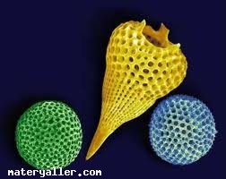 Diyatom (Diatomeae) Nedir?