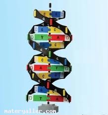 Dna Nedir?
