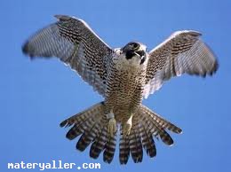 Doğan (Falco Peregrinus)Kuşu