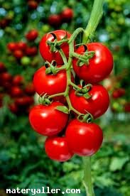 Domates (Lycopersitcum Esculentum)Bitkisi