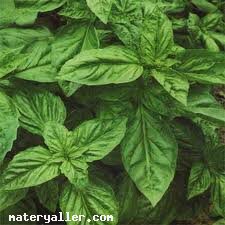 Fesleğen (Ocimum Basilicum) Bitkisi
