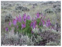 Geven(Astragalus) Bitkisi
