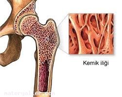 İlik (Kemik İliği) Nedir?