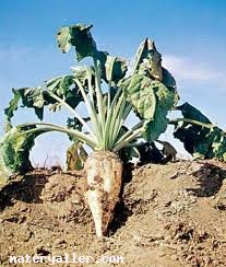 Şeker Pancarı Nedir?