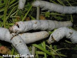 İpekböceği (Bombyx Mori)