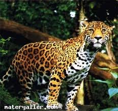Jaguar Nedir?