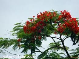 Santal Ağacı Nedir ?