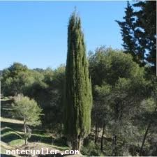 Servi(Selvi) Ağacı