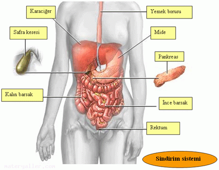 Enzim Nedir?
