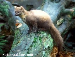 Ağaçsansarı Hayvanı